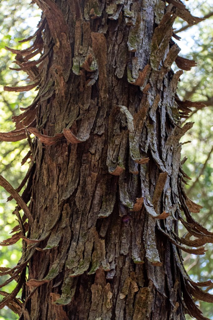 Mountain Top Arboretum, Tannersville, NY