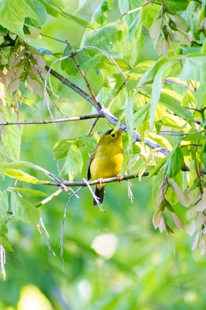 Wilson's warbler, Prospect Park