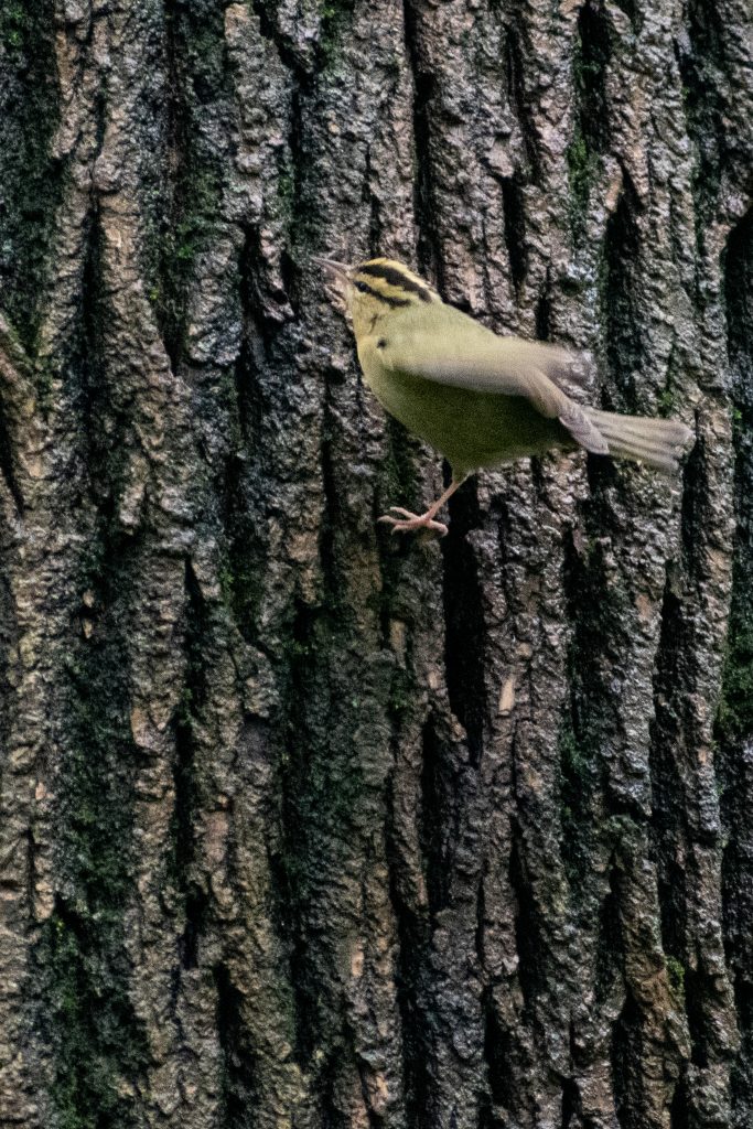 Worm-eating warbler, Prospect Park