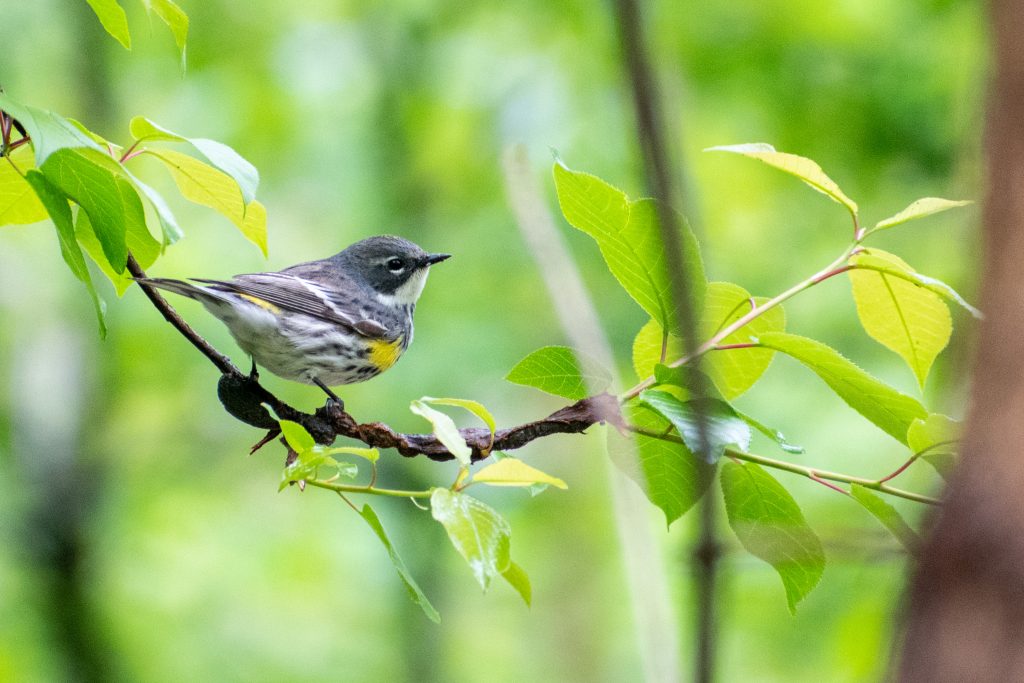 Yellow-rumped warbler, Prospect Park
