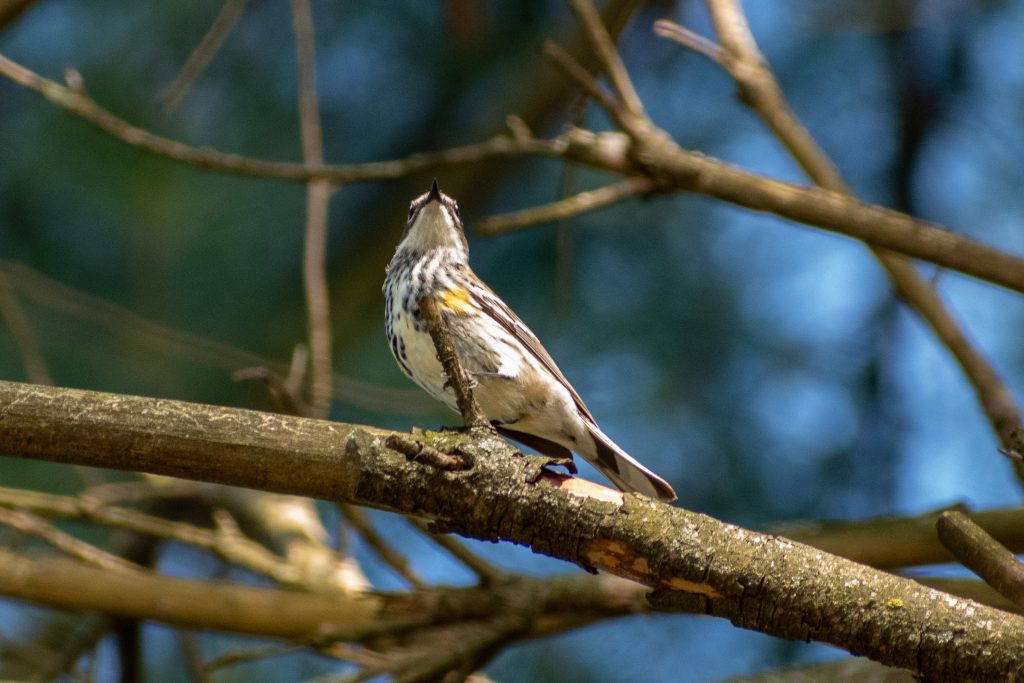 Yellow-rumped warbler, Prospect Park