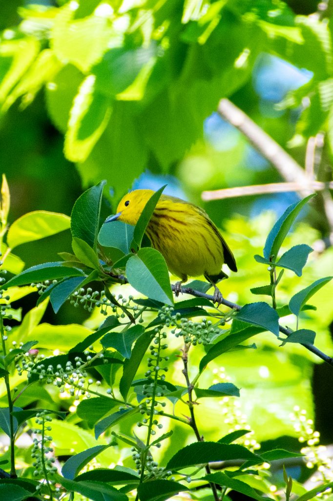 Yellow warbler, Prospect Park