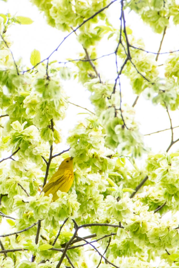 Yellow warbler, Prospect Park