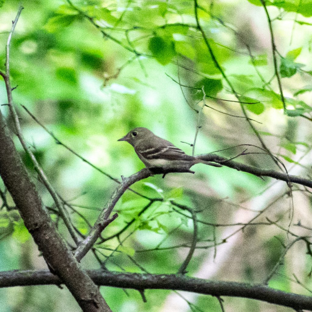 Acadian flycatcher, Prospect Park Acadian flycatcher, Prospect Park