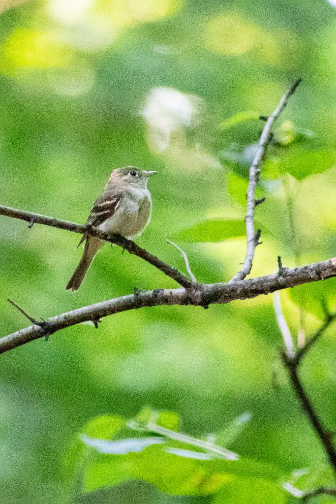 Acadian flycatcher, Prospect Park Acadian flycatcher, Prospect Park