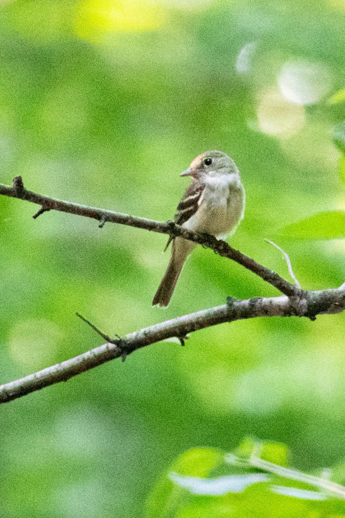 Acadian flycatcher, Prospect Park Acadian flycatcher, Prospect Park