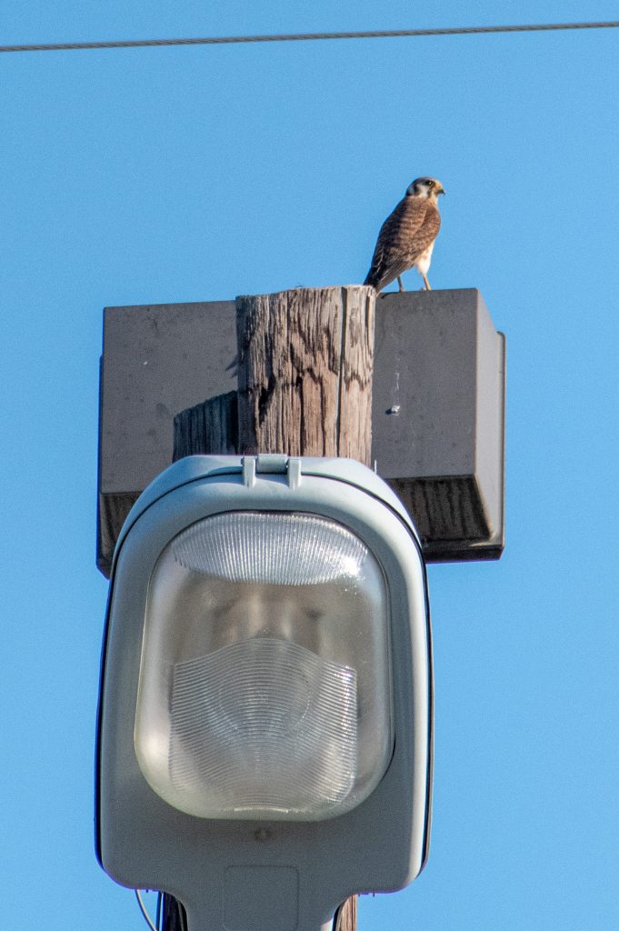 American kestrel, Trinity Trails, Fort Worth, Texas