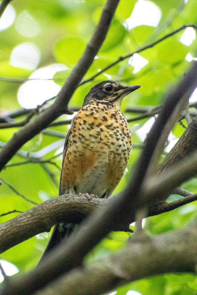 American robin, Prospect Park