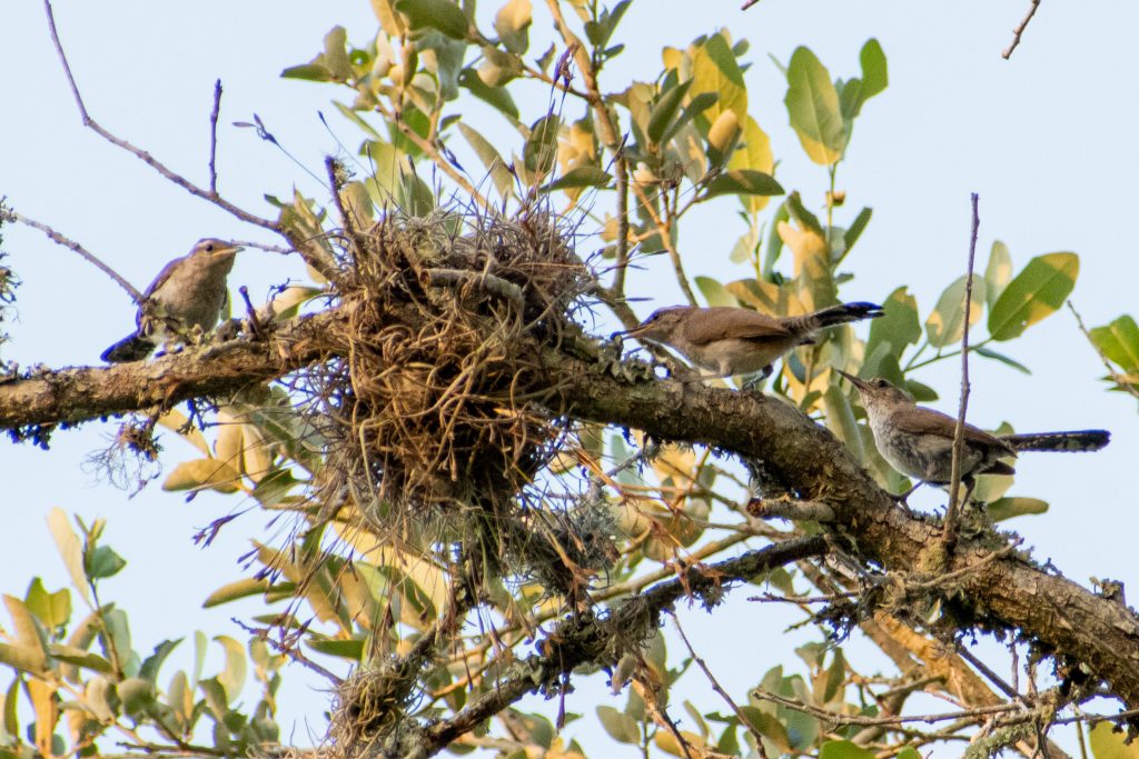 Bewick's wrens, Yorktown, Texas