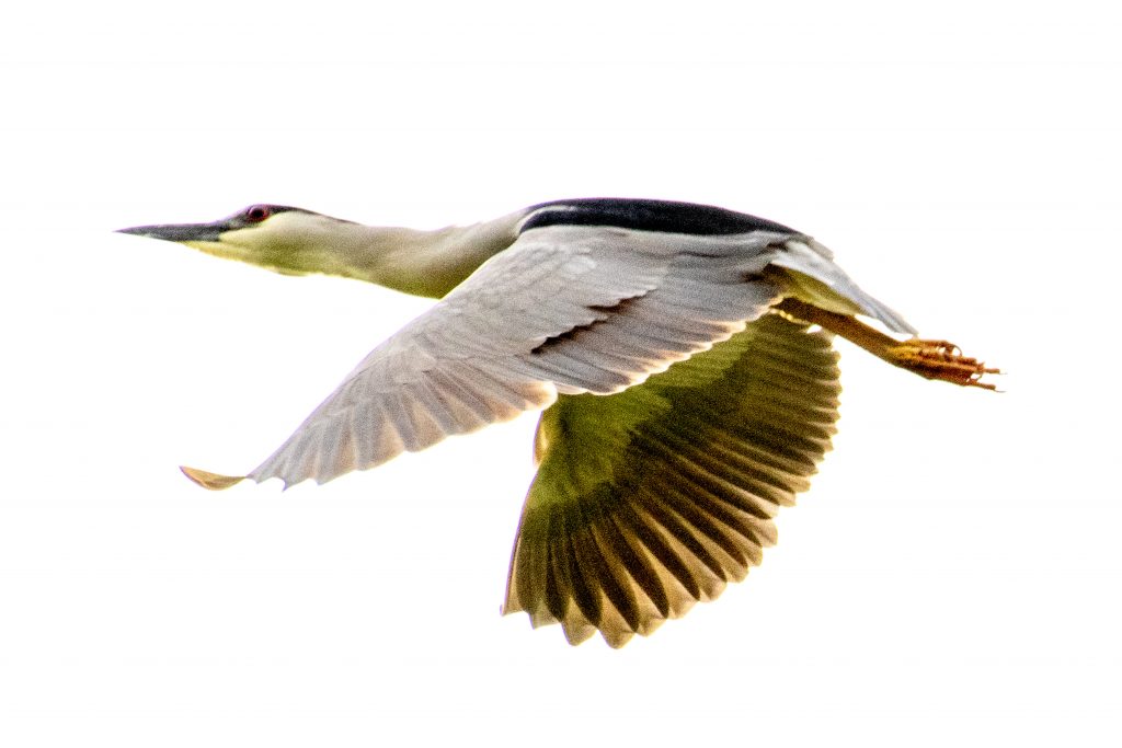 Black-crowned night heron, Prospect Park