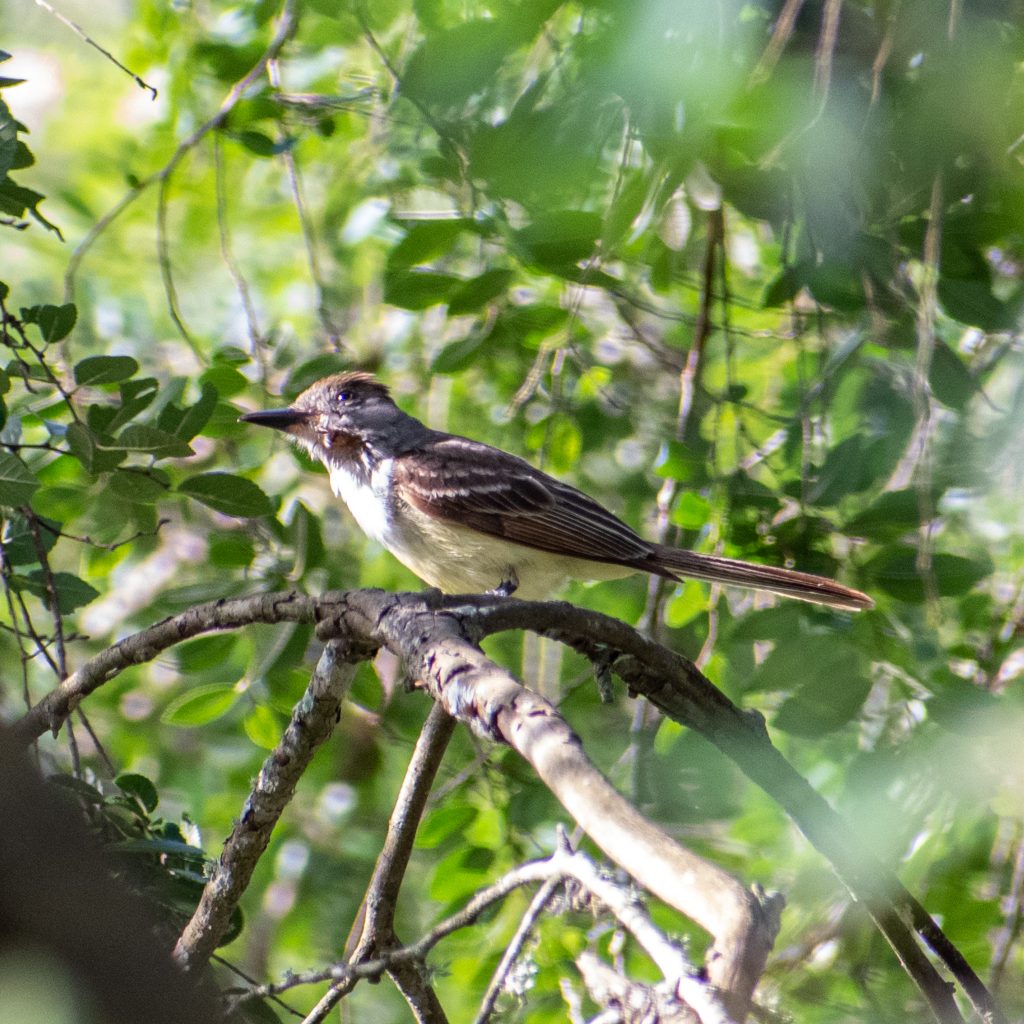 Brown-crested flycatcher, Yorktown, Texas