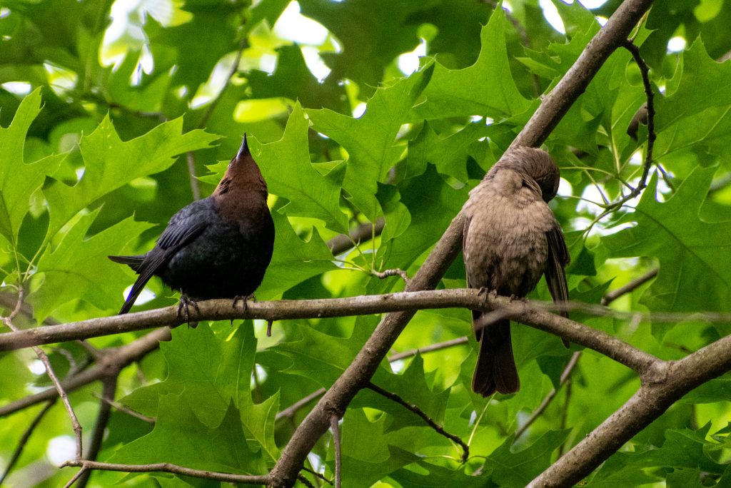 Brown-headed cowbirds, Prospect Park Brown-headed cowbirds, Prospect Park