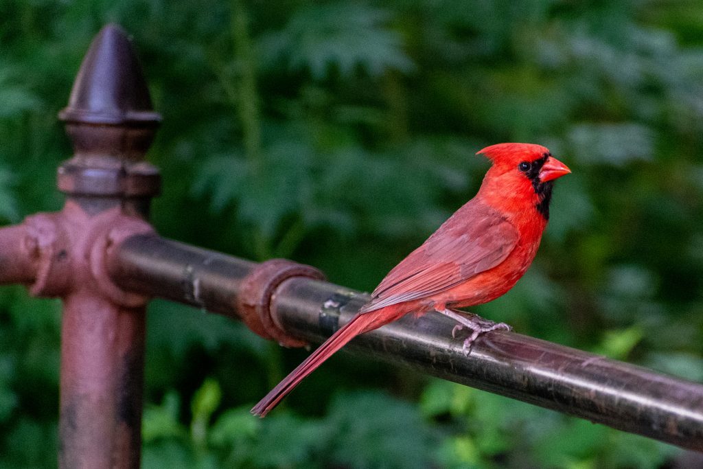 Northern cardinal, Prospect Park