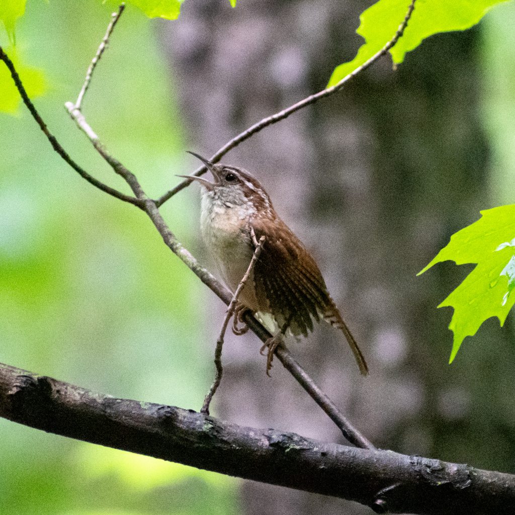 Carolina wren, Prospect Park