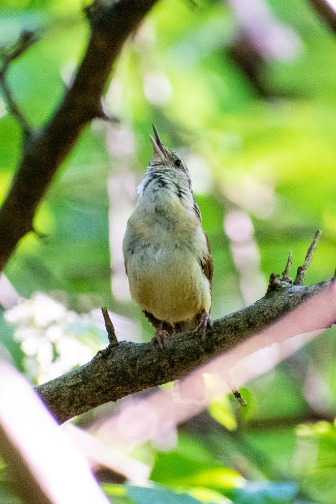 Carolina wren, Prospect Park Carolina wren, Prospect Park