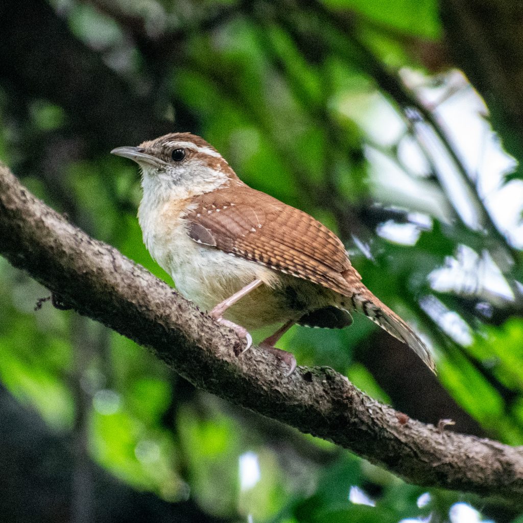Carolina wren, Prospect Park