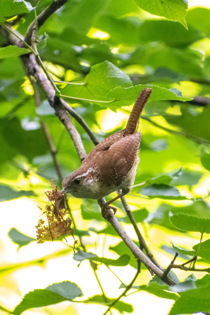 Carolina wren, Prospect Park