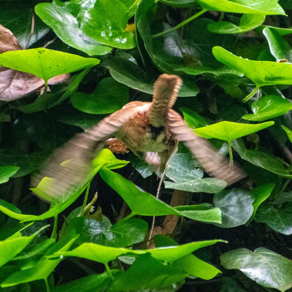 Carolina wren, Prospect Park