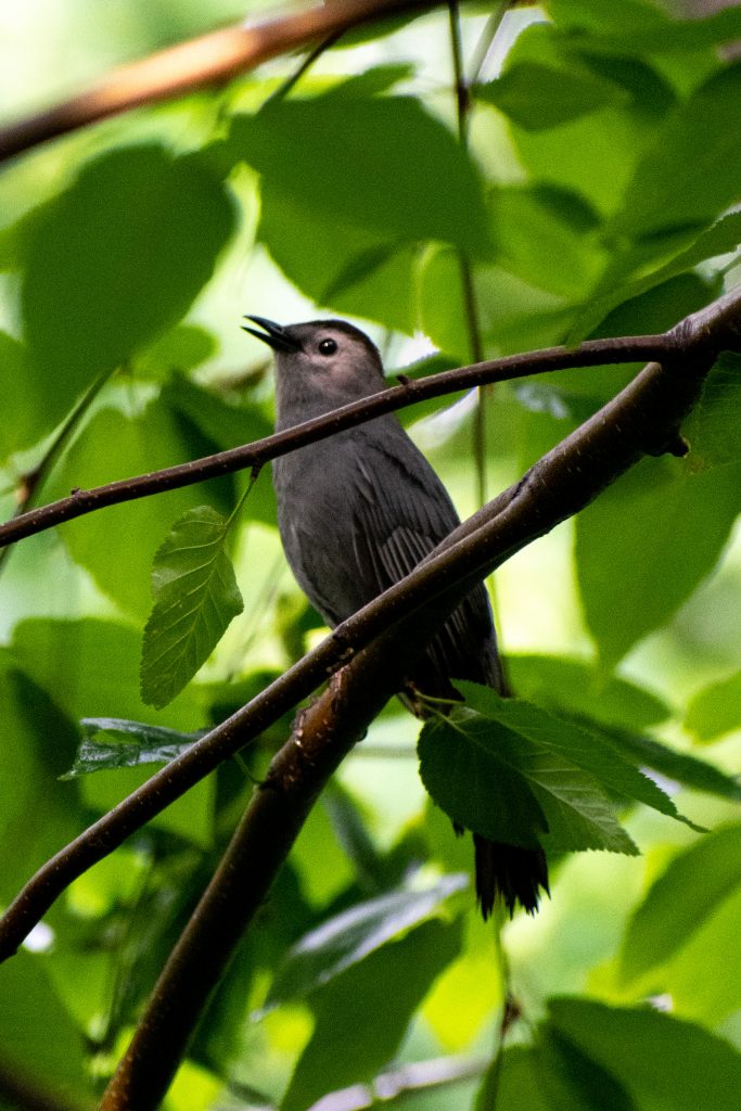 Gray catbird, Prospect Park