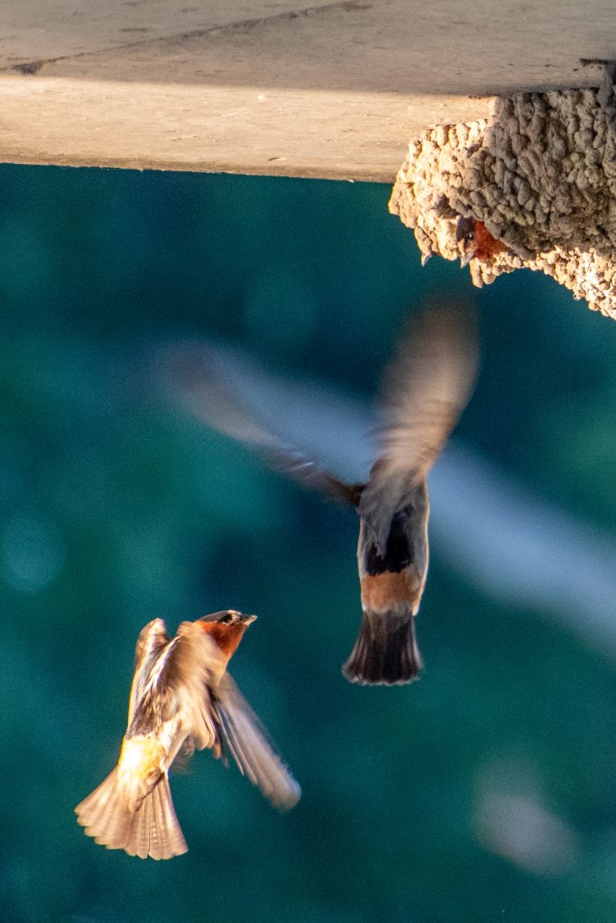 Cliff swallows, Trinity Trails, Fort Worth, Texas