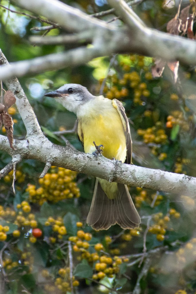 Couch's kingbird, Yorktown, Texas