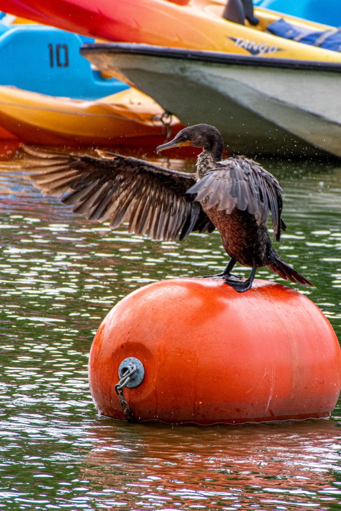 Double-crested cormorant, Prospect Park