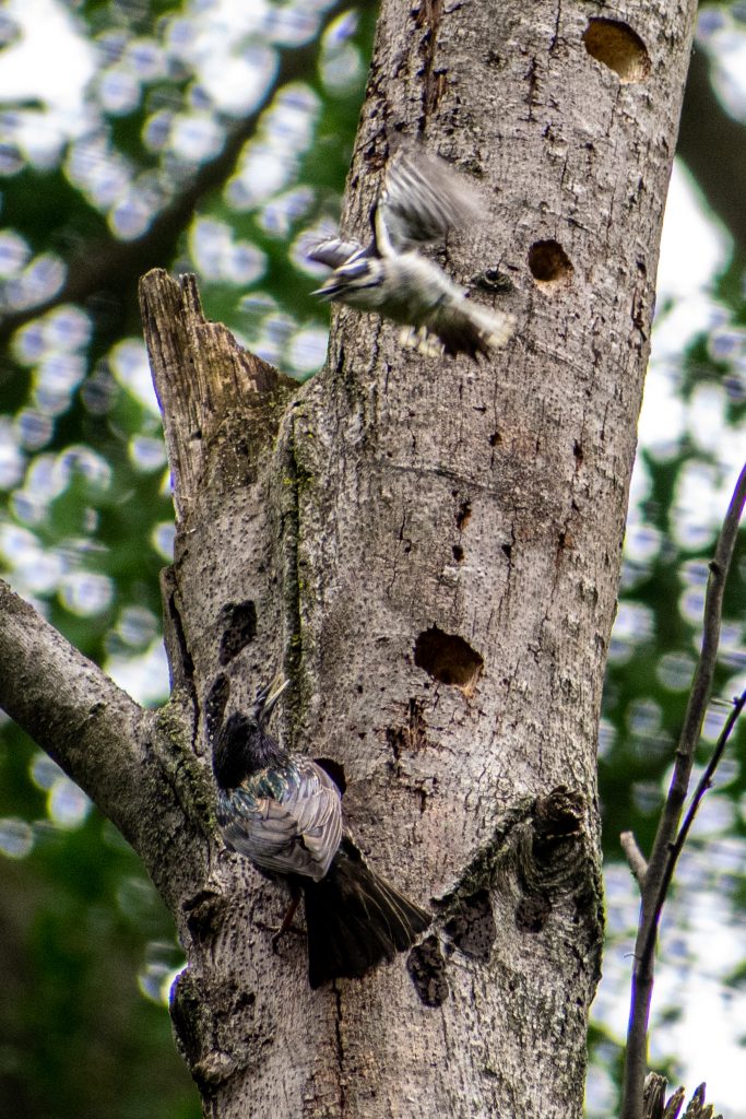 Downy woodpecker vs European starling, Prospect Park