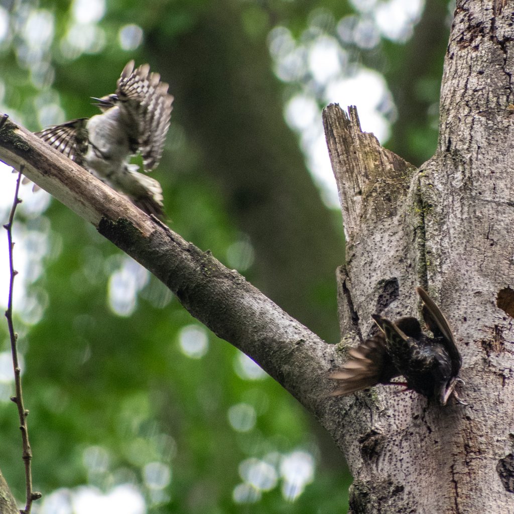 Downy woodpecker vs European starling, Prospect Park