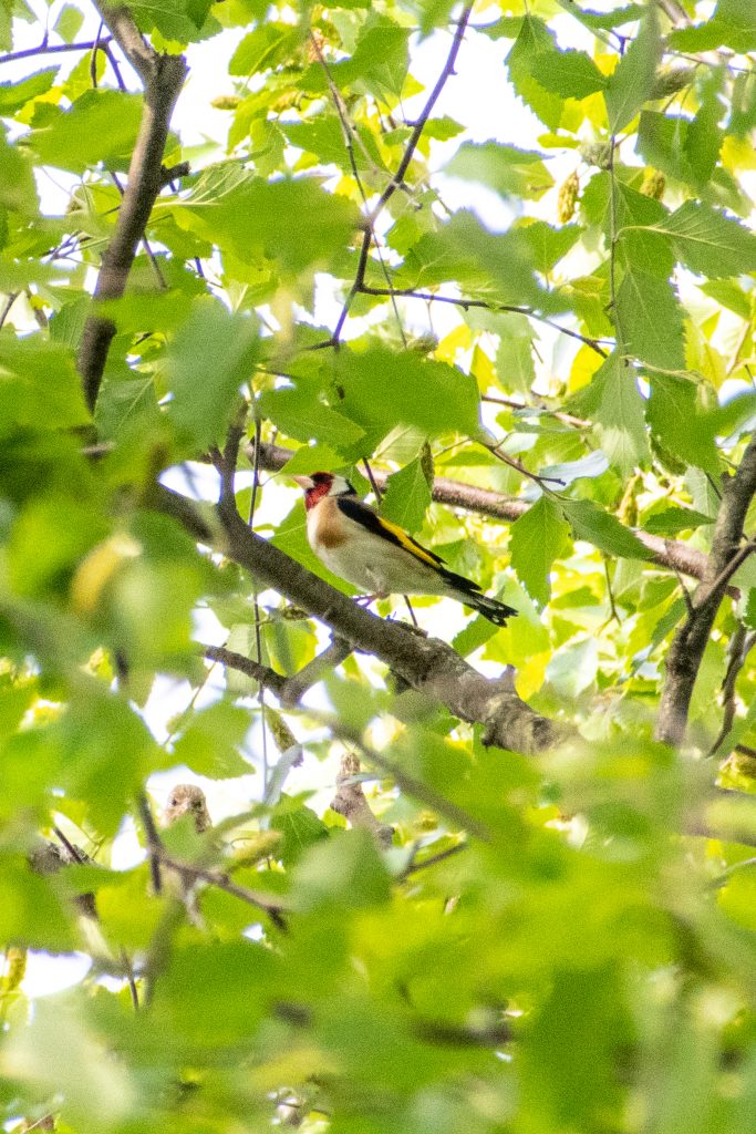 European goldfinch, Prospect Park European goldfinch, Prospect Park