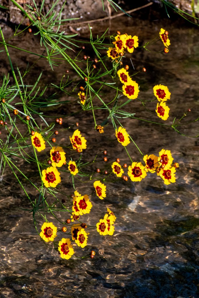 Golden tickseed, Trinity Park, Fort Worth, TX