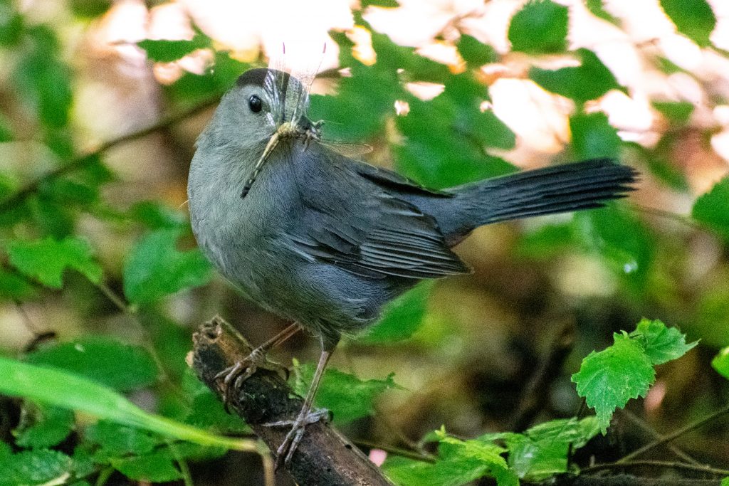 Gray catbird, Prospect Park