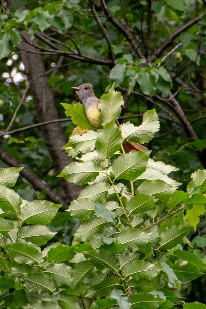 Great-crested flycatcher, Prospect Park