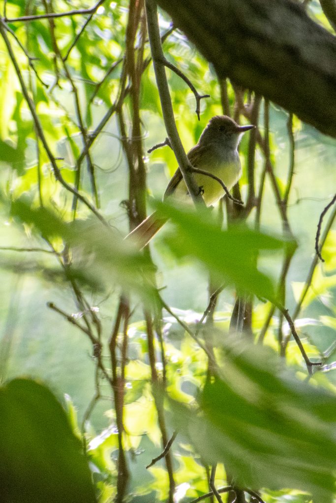 Great-crested flycatcher, Prospect Park Great-crested flycatcher, Prospect Park