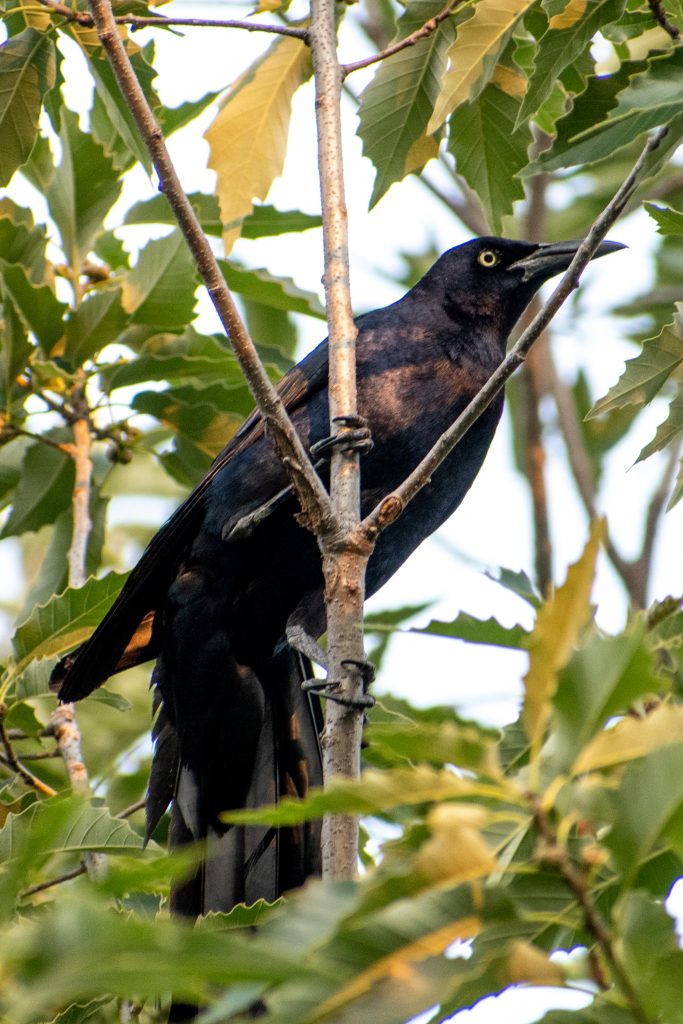Great-tailed grackle, Trinity Park, Fort Worth, TX