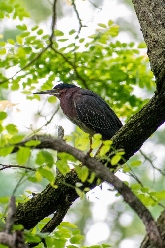Green heron, Prospect Park Green heron, Prospect Park