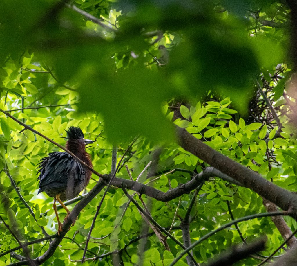Green heron and nest, Prospect Park