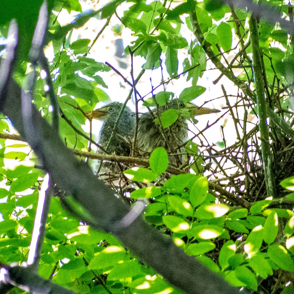 Green heron nestlings, Prospect Park Green heron nestlings, Prospect Park