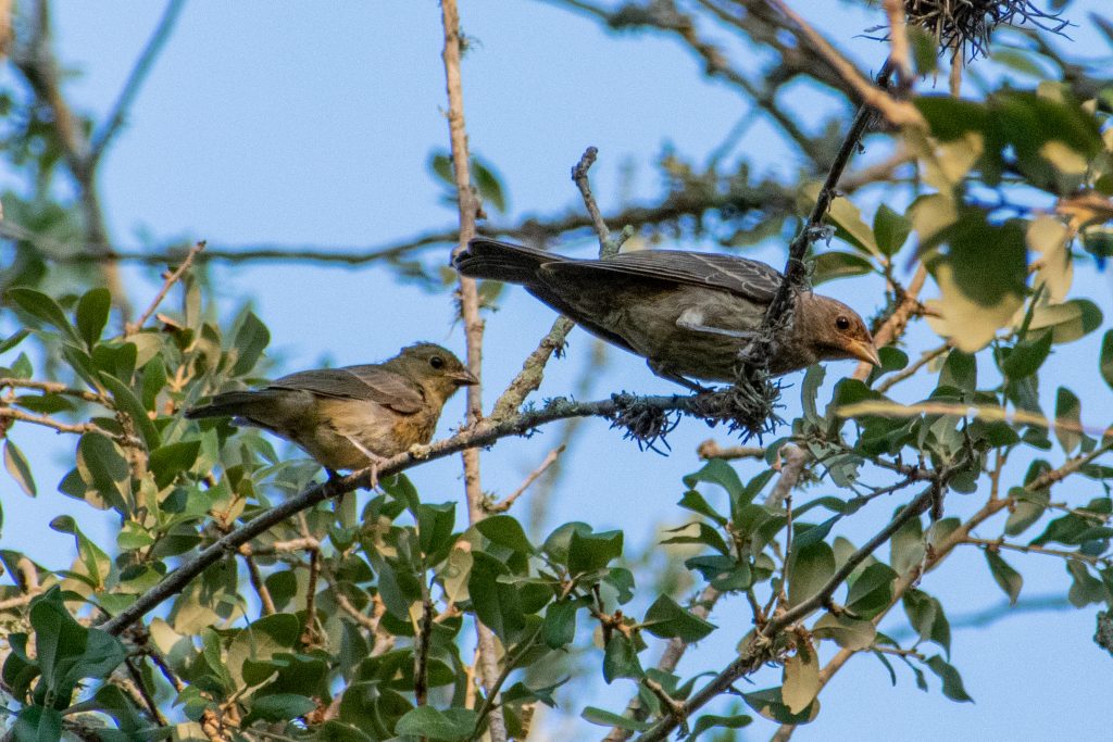 House finches, Yorktown, Texas