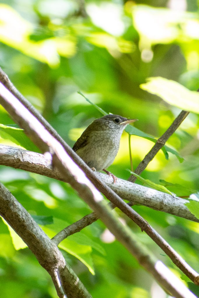 House wren, Prospect Park
