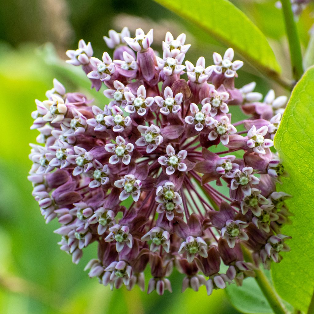 Milkweed, Prospect Park