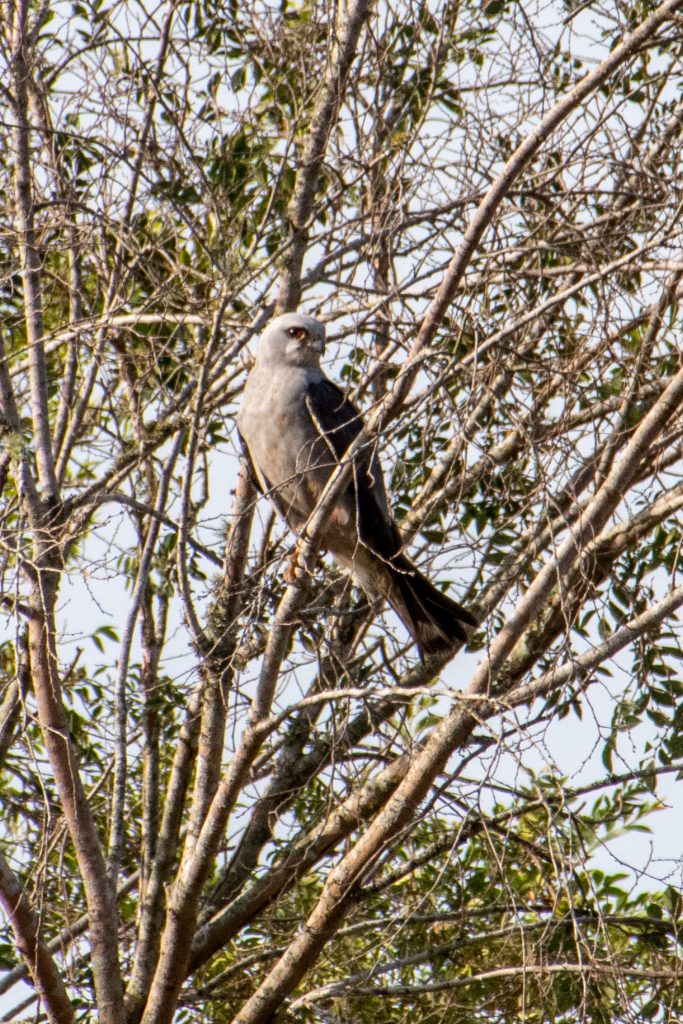 Mississippi kite, Yorktown, Texas
