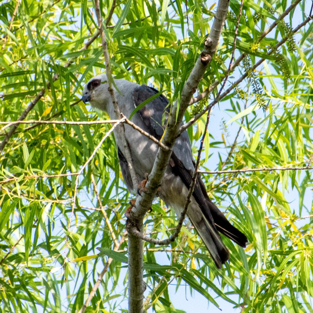 Mississippi kite, Yorktown, Texas