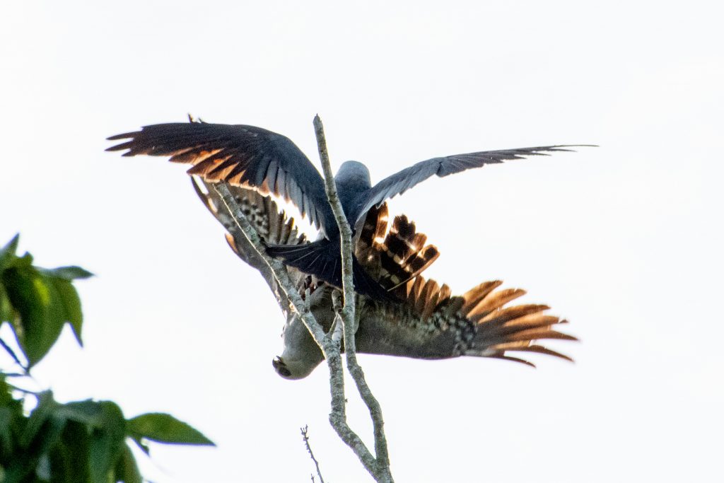Mississippi kite, Yorktown, Texas