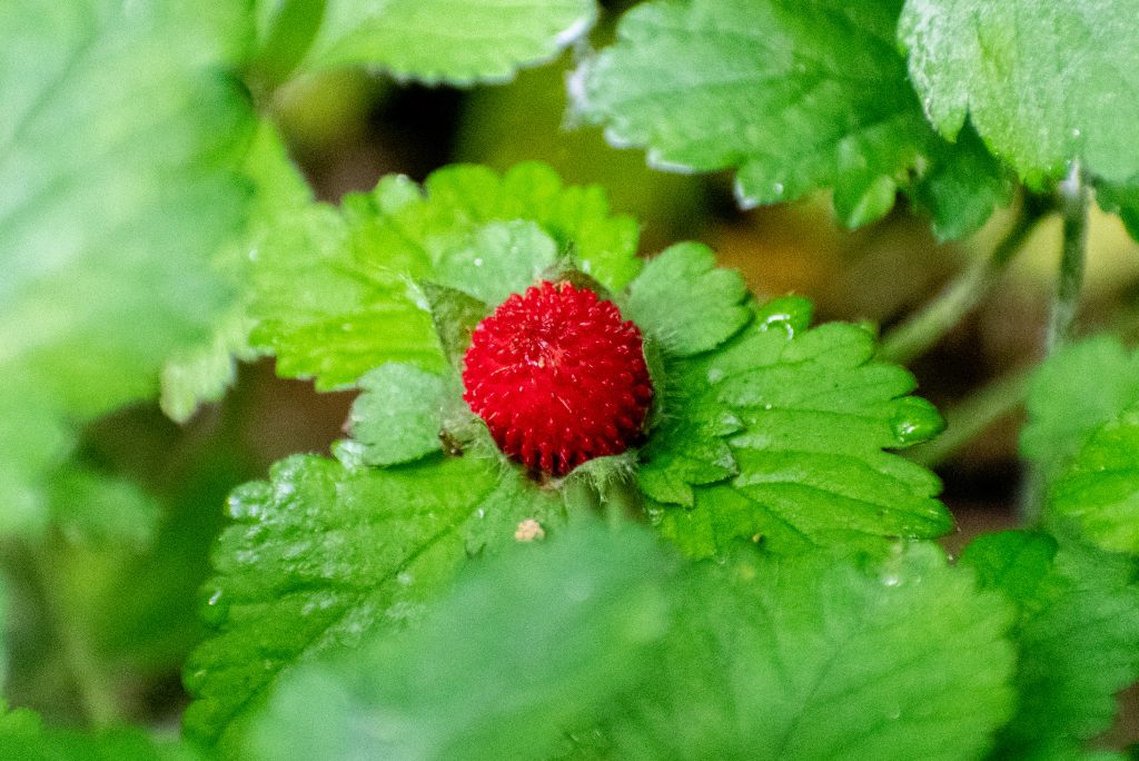 Mock strawberry, Prospect Park Mock strawberry, Prospect Park
