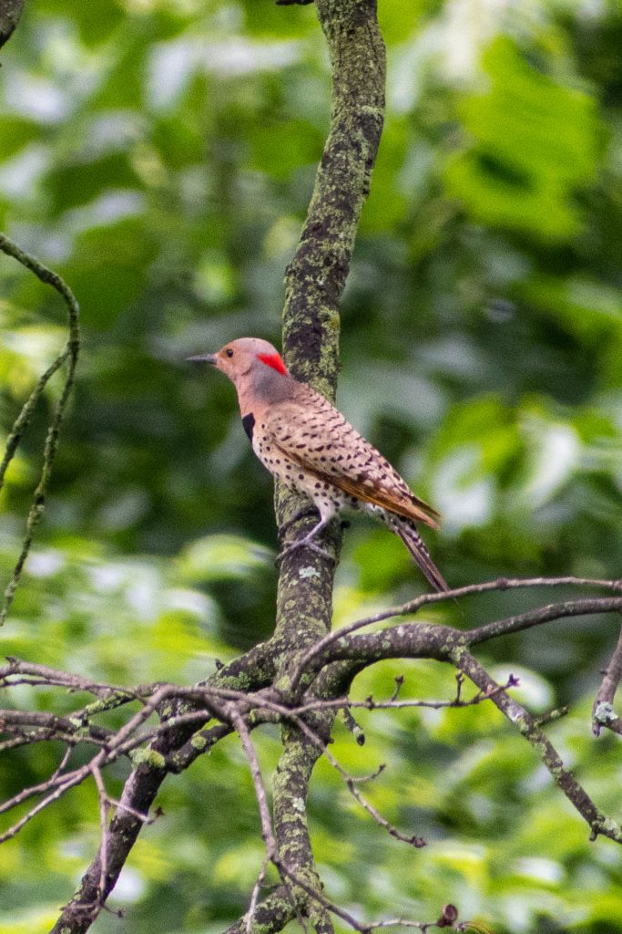 Northern flicker, Prospect Park