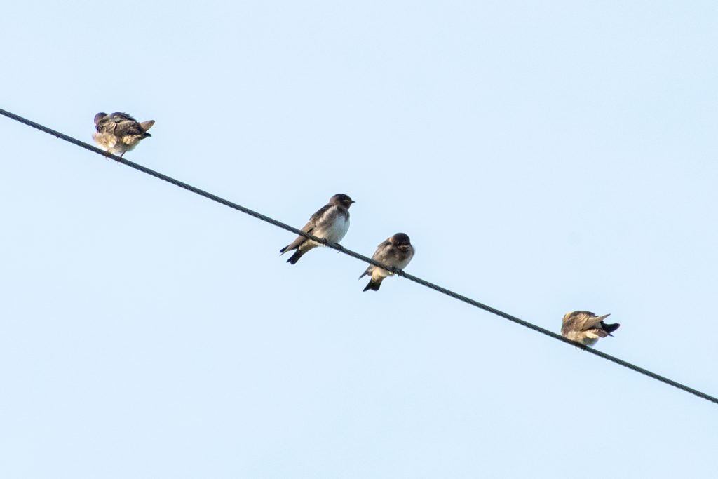Northern rough-winged swallows, Yorktown, Texas