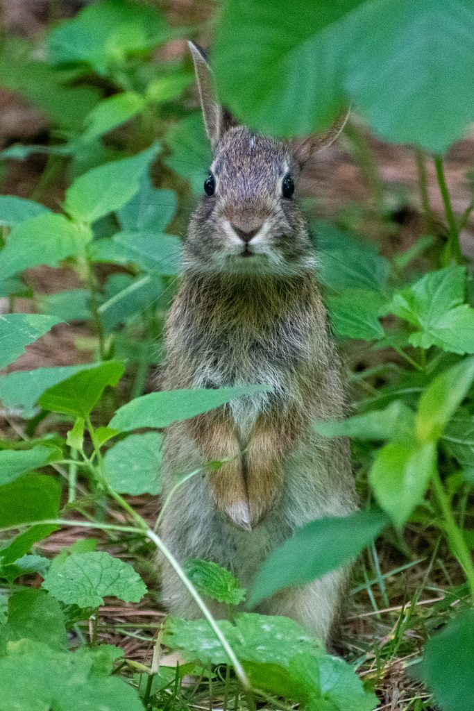 Rabbit, Prospect Park