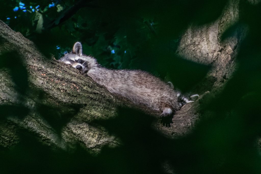 Raccoons, Prospect Park Raccoons, Prospect Park
