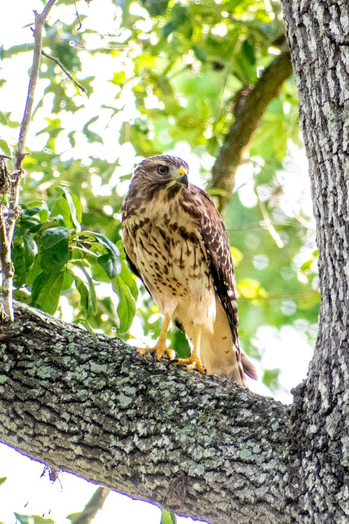 Red-shouldered hawk (immature), Yorktown, Texas