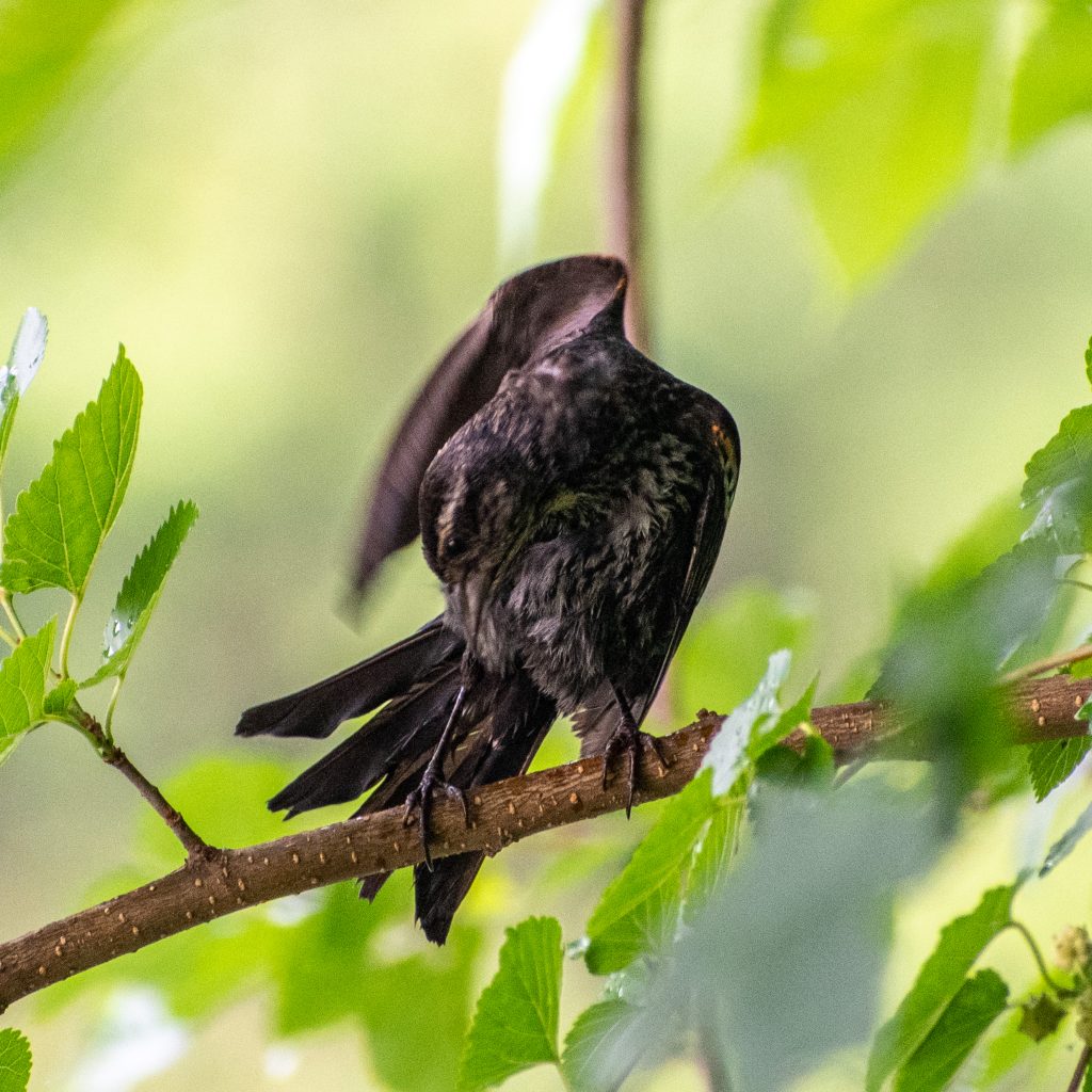 Red-winged blackbird, Prospect Park